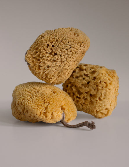 Sea Sponge