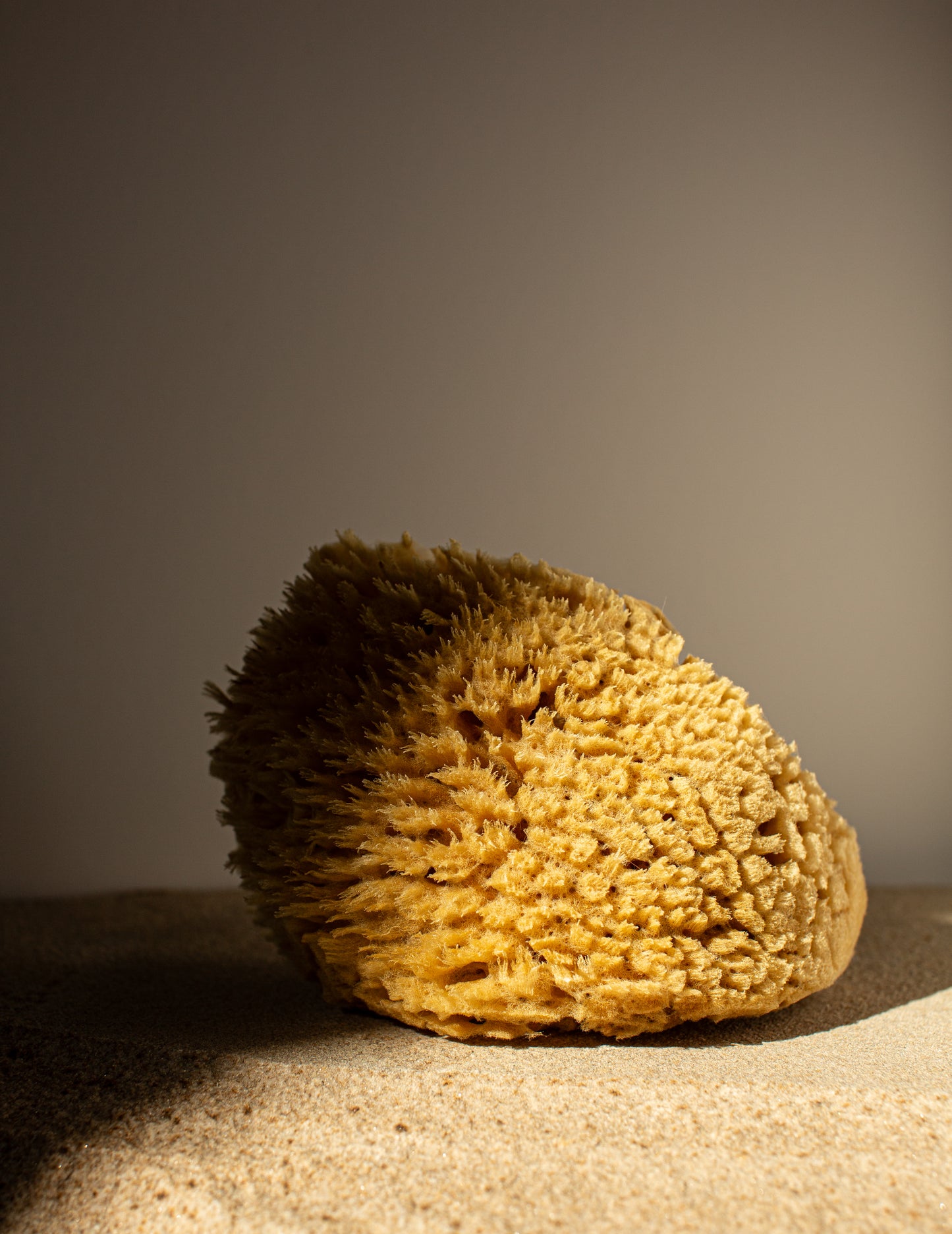 A close-up of a yellow natural sea sponge with a porous and intricate honeycomb-like texture. The sponge appears soft and pliable with visible holes and channels throughout its surface.