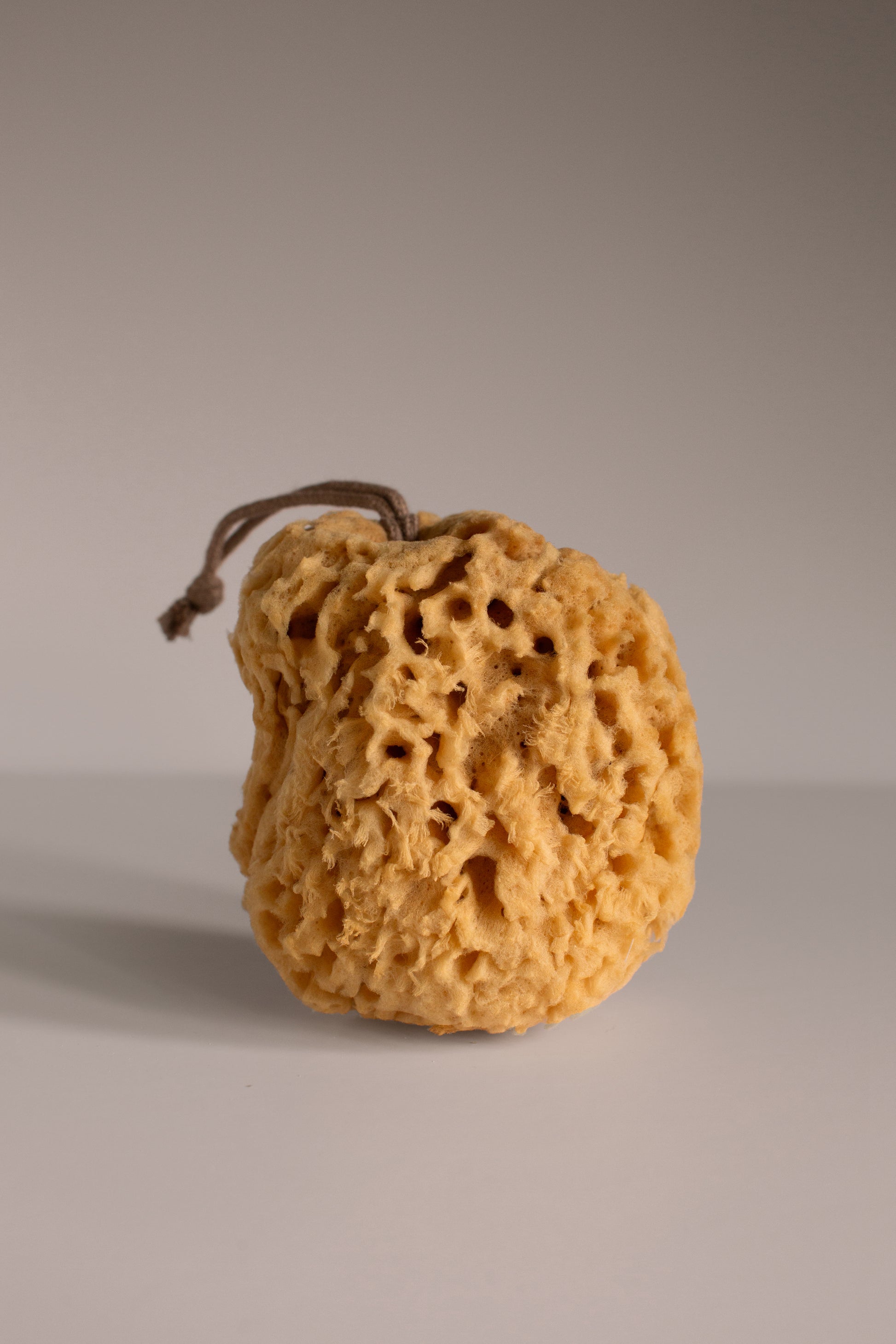 A close-up of a yellow sea sponge with a porous and intricate texture.